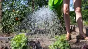 Fast jeder fünfte Kleingarten in Sachsen-Anhalt steht leer