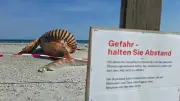 Öffentliche Obduktion von Buckelwal „Timmy“ am dänischen Strand