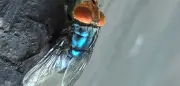 Fleischfressender Parasit löst in den USA Katastrophenfall aus