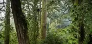 Forscher entdecken 84 Meter hohen Rekordbaum in Taiwan