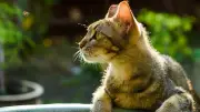 Garten-Gefahren: Diese Insekten können für Katzen zum Notfall werden