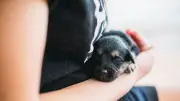 Gefährliche Tierliebe: Warum Kinder Welpen nicht hochheben sollten