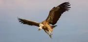 Gänsegeier über Deutschland: Biologe erklärt Hintergründe