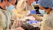 Gorilla-Baby per Not-Kaiserschnitt im Zoo gerettet