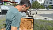 Großstadtimker: 40.000 Bienen auf dem Bikini Berlin – Stadthonig ist vielfältiger als Landhonig