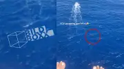 Hai-Alarm beim Parasailing: Video von Hawaii geht viral