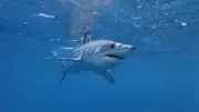Hai-Alarm im Mittelmeer: Warum die Tiere Italiens Küsten so nah kommen