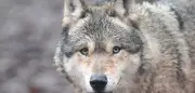 Hamburger Wolf nach Attacke in Innenstadt vermutlich tot