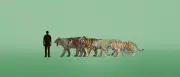 Höhlenlöwen: Studie enthüllt wahre Evolutionsgeschichte der Riesenkatzen