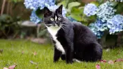 Hitzschlag bei Katzen: Symptome, Risiken und Schutz