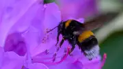 Hummel-Paradoxon gelöst: Warum die dicke Hummel fliegen kann