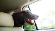 Hund aus Auto befreien: Wann es erlaubt ist und was droht
