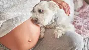 Hundetrainerin: Merken Hunde, dass man schwanger ist?