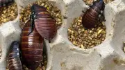 Illegale Kakerlaken-Zucht: 100.000 Tiere bei Rekordrazzia in Australien beschlagnahmt