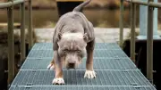 Kampfhunde vs. Listenhunde: Was Halter wissen müssen