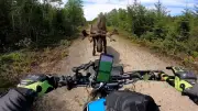 Kanada: Motorradfahrer von aggressivem Elch mehrfach attackiert