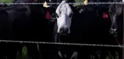 Kanada stoppt Rinderimporte aus Texas wegen fleischfressender Parasiten