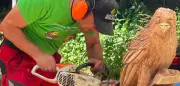 Kettensägen-Wettbewerb: Magie des Wrrrrmmm und Waldverhältnis