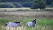 Konikpferde im Schwarzwald: Naturschutz mit Ponys