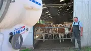 Kuhle Idee: Schneekanone kühlt Milchkühe in Oberfranken