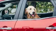 Kurioser Vorfall in den USA: Hund löst Schrotflintenschuss aus