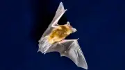 Magdeburg: Fledermaus-Monitoring an Kaiser-Otto-Brücke startet
