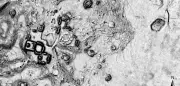 Maya-Stadt in Mexiko entdeckt: Archäologen staunen über unberührte Schätze