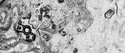 Maya-Stätte Minanbé im mexikanischen Dschungel entdeckt