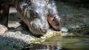Meinung: Warum der Name „Brötchen“ für das Zwergflusspferd im Zoo Berlin eine verpasste Chance ist