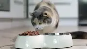 Nestle setzt auf Katzenfutter: Trend zu Haustieren statt Babys