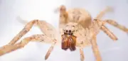 Nosferatu-Spinne erobert ganz Deutschland: Neue Sichtungen