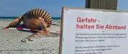 Obduktion von Buckelwal „Timmy“ am Strand von Anholt gestartet