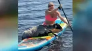 Paddleboard-Duo rettet hilfloses Schaf aus Fluss in Russland