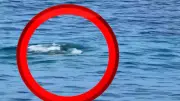 Panik in Mexiko: Krokodil schwimmt bei Kinder-Schwimmwettbewerb