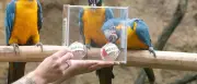 Papageien-Orakel im Zoo Leipzig: Mexiko soll WM-Auftakt gewinnen