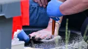 Pro-Palästina-Aktivisten blockieren ILA-Zufahrten – Polizei nimmt Festnahmen vor