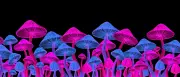 Psilocybin gegen Depressionen: Experte erklärt Heilungspotenzial
