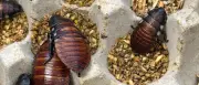 Rekordfund in Australien: 100.000 Kakerlaken beschlagnahmt