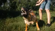 Schilddrüsenprobleme beim Hund: Verhaltensänderungen erkennen