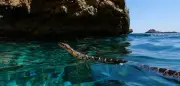 Schlangen im Meer vor Ibiza: Hufeisennattern auf Wanderschaft