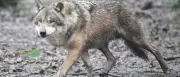 Schweiz: Zahl der Wolfsrudel steigt trotz intensiver Regulierung