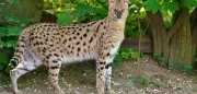 Serval aus Krefelder Zoo ausgebrochen – Bevölkerung um Hinweise gebeten