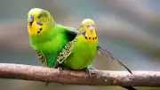 Sex im Tierreich: Warum Vögel vögeln – und sogar masturbieren