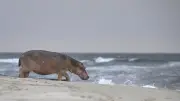 Strandsafari in Gabun: Wo Elefanten und Flusspferde baden gehen