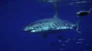 Taucher filmt erstmals Weißen Hai im Mittelmeer