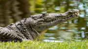 Tödlicher Alligator-Angriff in Florida: Frau verliert beide Arme