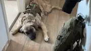Tierdrama in Thüringen: Kangal-Hündin Jette grausam getötet