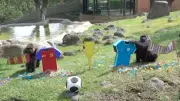 Tierisches Orakel in Guadalajara: Elefanten tippen WM-Spiele 2026