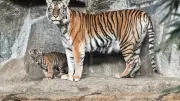 Tierpark Berlin 2025 erneut mit Besucherrückgang