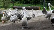 Tierpark Berlin: Flamingos und Pelikane können jetzt fliegen